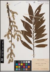Foto von Salix cinerea L. x Salix viminalis L.